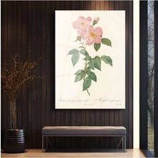 TosbArt Pierre-Joseph Redouté Pembe Yaban Gülü Botanik Temperli Cam Tablo Sanat Tablosu Dekoratif Tablo