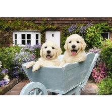 Allians 260 Parça Anadolu Bahçıvan Köpekler Puzzle ile Eğlenceye Katılın