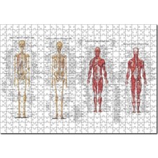 Allians Iskelet Kas Sistemi Çizimi ve Isimlendirmeli 1000 Parça Puzzle Seti