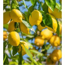 Labari Doğal Taze Sulu Akdeniz Limonu 1 Kilogram