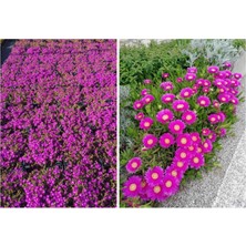 Tunç Botanik 40 ADET YER ÖRTÜCÜ BİTKİ SETİ (20 ACEM HALISI + 20 KAZ AYAĞI)