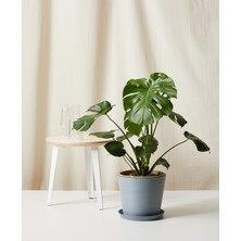 Tunç Botanik DEVE TABANI MONSTERA 2 ADET - HEDİYELİK EV OFİS BİTKİSİ