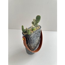 Deri Askılı Füme Cam Vazoda 3’lü Gerçek Kaktüs Aranjmanı