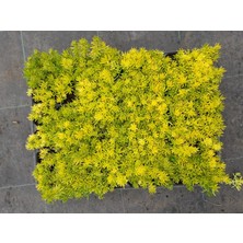 Tunç Botanik SARI SEDUM 5 ADET - YER ÖRTÜCÜ ÇOK YILLIK BİTKİ