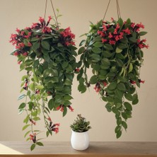 Greenvila Ruj Çiçeği Aeschynanthus Iç Mekan Sarkıcı Çiçekli Salon Bitkisi 60-70 cm