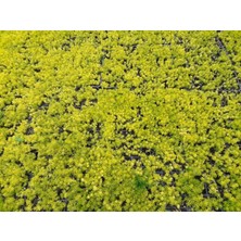 Tunç Botanik SARI SEDUM 10 ADET - YER ÖRTÜCÜ ÇOK YILLIK BİTKİ