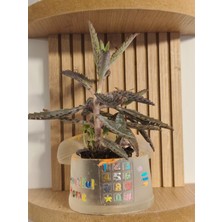 Saf Hobi El Yapımı Epoksi Tasarım | Sevgiyle Hazırlanmış Hobi Ürünü | Benzersiz ve Özgün