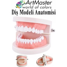 ArtMaster Diş Modeli Anatomisi 1 Paket Insan Diş Çene Modeli Eğitci Fen Biyoloji Deney Maketi Diş Maketi Ders Okul