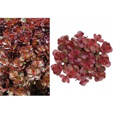 Tunç Botanik KIRMIZI SEDUM 10 ADET - YER ÖRTÜCÜ ÇOK YILLIK BİTKİ