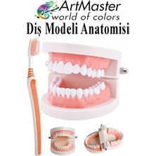 ArtMaster Diş Modeli Anatomisi ve Fırça 1 Paket Insan Diş Çene Modeli Eğitci Fen Biyoloji Deney Maketi Diş Maketi Ders Okul