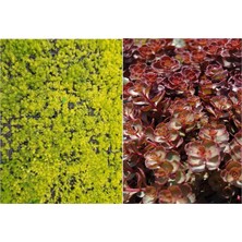 Tunç Botanik SARI KIRMIZI SEDUM 20 ADET - YER ÖRTÜCÜ ÇOK YILLIK BİTKİ