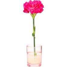 Missi Flora Desing-Minimal Pembe Cam Vazo