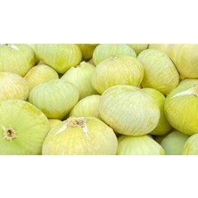 Ases Tüplü Kahramanmaraş Iri Meyveli Abbas Inciri Fidanı 80-100 cm