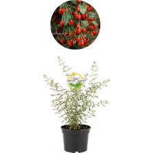 Fidan Sepetim 10 adet Goji Berry Fidanı (Kurt Üzümü)