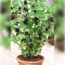 Frenk Radova Üzümü ( Siyah ) 80-100 cm Tüplü