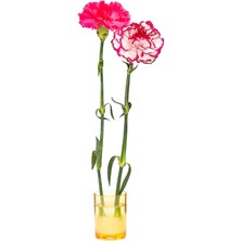 Missi Flora Design-Minimal Amber Cam Vazo