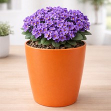 Badem10 Turuncu Kırılmaz Plastik Dekoratif Saksı (1 Adet) 15CM Orkide Çiçek Bitki Için Kırılmaz Balkon Saksısı