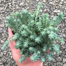 Tunç Botanik SEDUM REFLEXUM 'Blue Spruce' - 20 ADET YER ÖRTÜCÜ SUKULENT