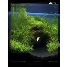 Lin Dekor 5 kg 1-2mm Hagen Siyah Bitki Kumu Akvaryum Kumu