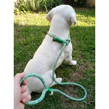 Balkonda Köpek Gezdirme Kayışı Tasması Boğma Model 12 cm Çap Iskoto Halat