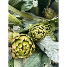 Adalılar Çiftliği Dalından (Soyulmamış) Taze Kalp Aydın Enginarı | 1 Adet