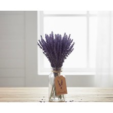 Rosess Şoklanmış Dökülmeye Dayanıklı Lavanta Demeti