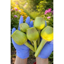 Adalılar Çiftliği Günlük Soyulmuş Kalp Aydın Enginarı | 5 Adet