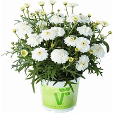 Bilgarden Özel Seri Aramis Double White Katmerli Çeşme Papatyası Çiçeği Fidesi (1 Adet Fide)