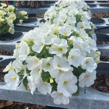 Bilgarden Dev Çiçekli Sarkıcı Sarkan Fortado White Beyaz Petunya Çiçeği Fidesi (1 Adet Fide)