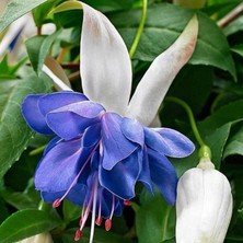 Bilgarden Özel Tür Sınırlı Stok Katmerli Blue Angel Küpe Çiçeği Fidesi (1 Adet)