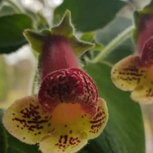 Bilgarden Özel Tür Yf's Kitty Kohleria Japon Küpelisi Çiçeği Fidesi (Mini Potta)