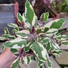 Bilgarden Mandala Tricolor Adaçayı Fidesi (2 Adet )