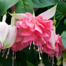 Bilgarden Özel Tür Nadir Peachy Xxl Dev Çiçekli Küpe Çiçeği Fidesi (1 Adet)