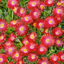 Bilgarden Sarkıcı Yayılıcı Delasporma Red Buz Çiçeği Fidesi (2 Adet)