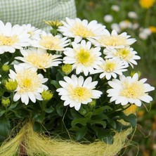 Bilgarden Katmerli Double Clear White Bodrum Papatyası Çiçeği Fidesi (1 Adet Fide)