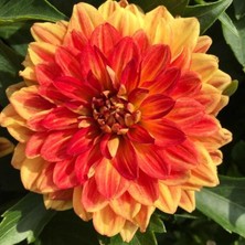 Bilgarden Dev Çiçekli Lubega Power Orange Dahlia Çiçeği Fidesi (1 Adet)