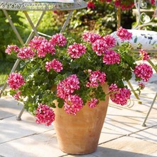 Bilgarden Sarkan Grandeur Ivy Arctic Scarlet Sakız Sardunya Fidesi (1 Adet)