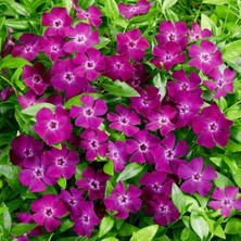 Bilgarden Herdem Yeşil Verino Soğuğa Karşı Dayanıklı Vinca Minor Çiçeği Fidesi (1 Adet)
