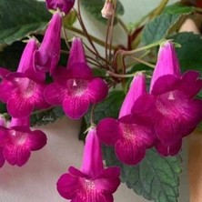 Bilgarden Özel Tür x Smithicodonia Joy Kohleria Japon Küpelisi Çiçeği Fidesi (Mini Potta)