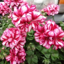 Bilgarden Nadir Bitki Katmerli Sarkan Grandeur Ivy Arctic Rose Sakız Sardunya Fidesi (1 Adet)