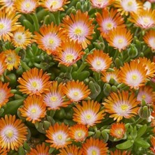 Bilgarden Sarkıcı Yayılıcı Delasporma Orange Buz Çiçeği Fidesi (2 Adet)