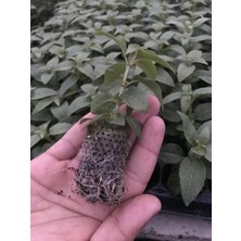 Bilgarden Rosy Violet 3 Renkli Dev Çiçekli Küpe Çiçeği Fidesi (1 Adet)