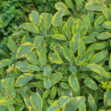 Bilgarden Mandala Gold Adaçayı Fidesi (2 Adet )