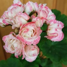 Bilgarden Özel Tür Denise Appleblossom Gül Sardunya Çiçeği Fidesi (1 Adet)