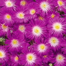 Bilgarden Sarkıcı Yayılıcı Delasporma Purple Buz Çiçeği Fidesi (2 Adet)