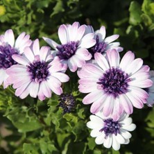 Bilgarden Çok Yıllık Erato Double White Blush Bodrum Papatyası Çiçeği Fidesi (1 Adet)