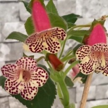 Bilgarden Özel Tür Rf's 3 Kohleria Çiçeği Fidesi Kohleria Japon Küpelisi Çiçeği Fidesi (Mini Potta)