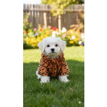 Patilemece Leopar Desenli Turuncu Peluş Kedi Köpek Montu