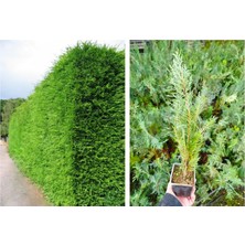 Tunç Botanik YEŞİL MAZI 3 ADET /  30-50 cm ÇİT BİTKİSİ ( Thuja Orientalis )
