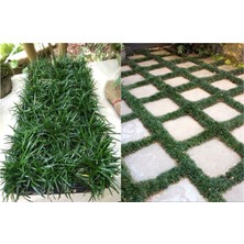 Tunç Botanik OSMANLI ÇİMİ 10 ADET - YER ÖRTÜCÜ BİTKİ 'Ophiopogon Japonicus'